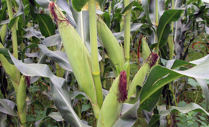 सुनापतिमा बँदेल, दुम्सी र कागले मकै खाएर नोक्सान गर्न थालेपछि रात, दिन जाग्राम बस्दै किसान